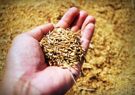 PROROGATO TERMINE SOTTOSCRIZIONE POLIZZE CEREALI AL 10 APRILE 2026.