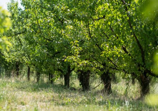 RIAPERTURA TERMINI SOTTOSCRIZIONE POLIZZE 2025 PER COLTURE PERMANENTI (UVA E ALBERI DA FRUTTO)