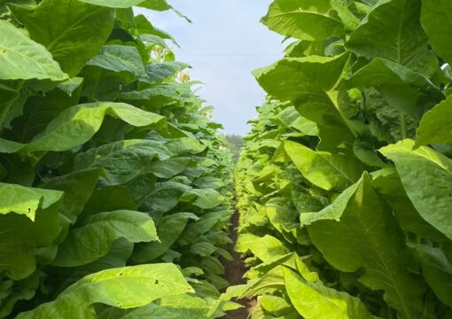 APERTA CAMPAGNA ASSUNTIVA PRODOTTO TABACCO – 2025